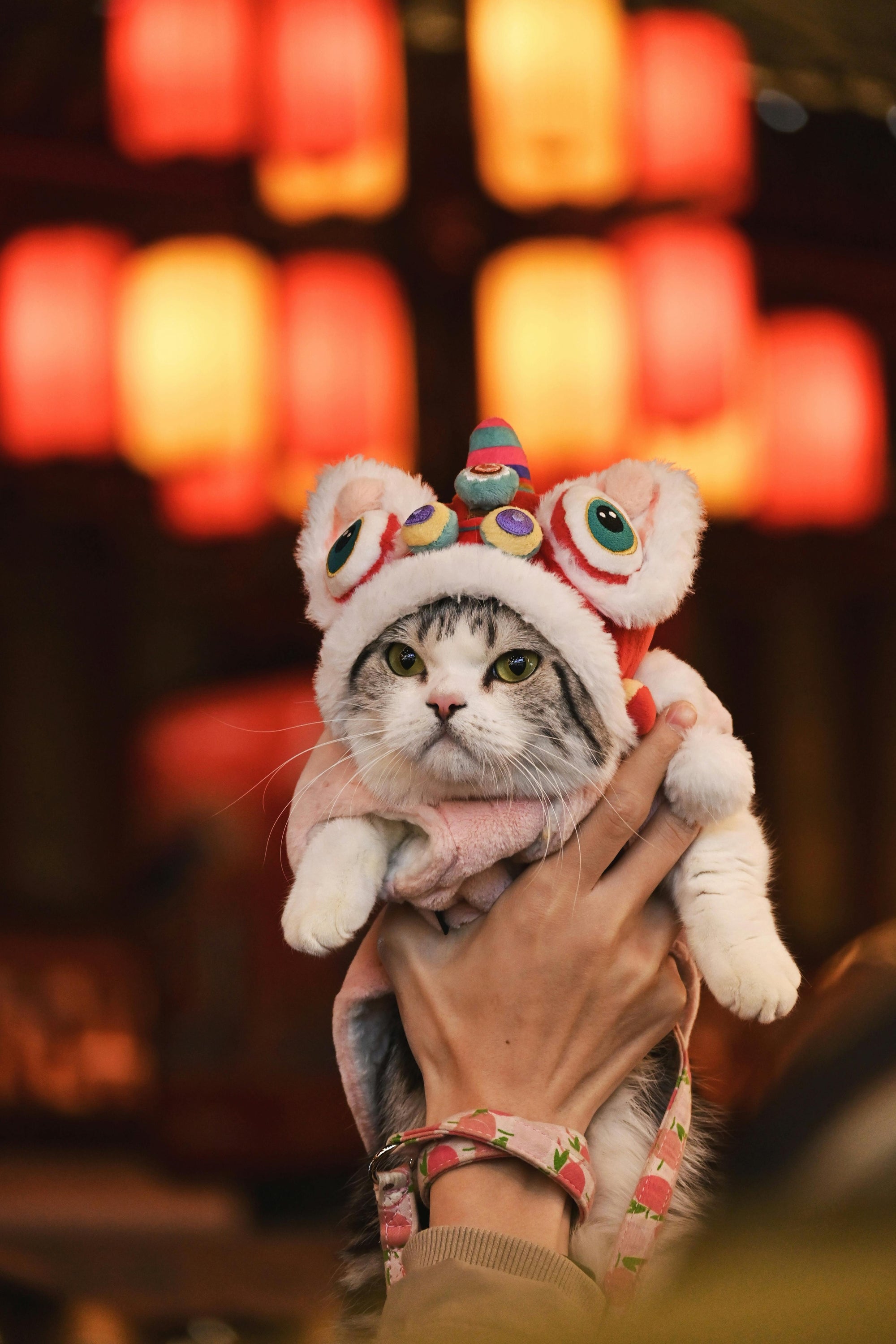 Zen Aroma fragrance in everyday life – festive cat in lion dance hat under lanterns, celebrating sacred rituals in ordinary moments